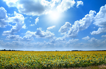 Image showing field with sunflowers under cloudy sky with sun