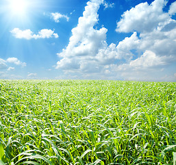 Image showing green field and blue sky with sun