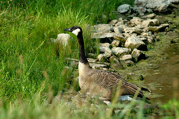 Image showing Goose