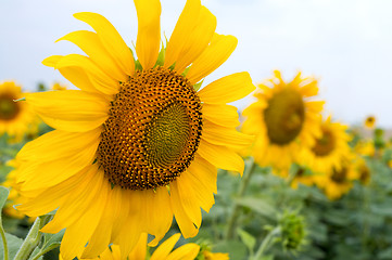 Image showing sunflowers in the field in summer