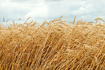 Image showing field of wheat with low dark cloud