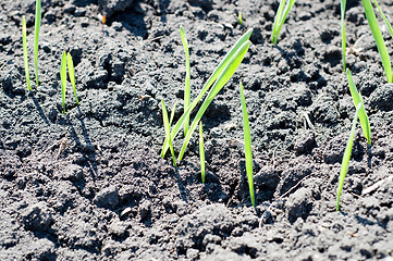 Image showing little green shots on the field