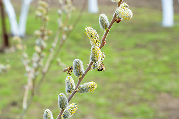 Image showing pussy-willow with bees in spring