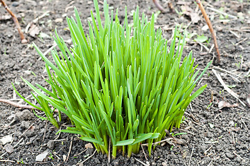 Image showing green shots in black field