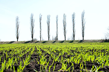 Image showing green grass in rows at spring under sun rays