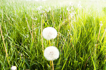 Image showing old dandelion in green grass field