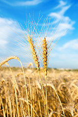 Image showing wheat field and blue sky with clouds