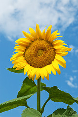 Image showing sunflower on a background the sky