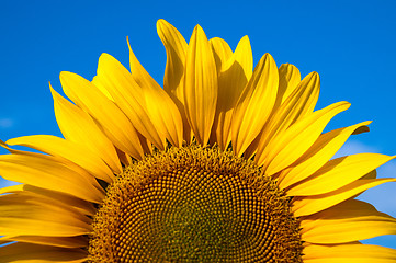 Image showing part of sunflower closeup and blue sky