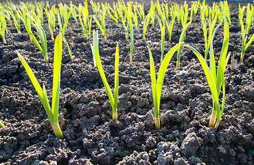 Image showing green shots of garlic under sun rays