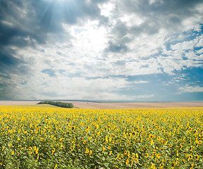 Image showing sunflowers with sun in the field