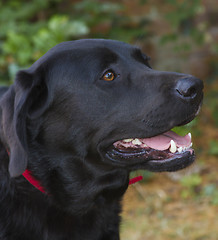 Image showing Labrador retriever