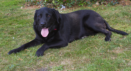 Image showing Labrador retriever