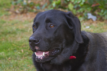 Image showing Labrador retriever