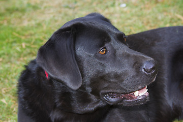 Image showing Labrador retriever