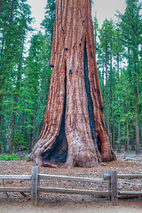 Image showing The worlds largest tree - General Sherman