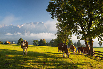 Image showing On pasture in the morning mist