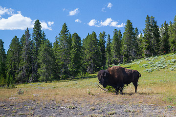 Image showing American Bizon in Yellowstone National Park 