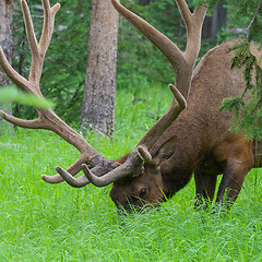 Image showing Large bull elk grazing in summer grass in Yellowstone