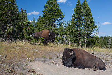 Image showing American Bizon in Yellowstone National Park 