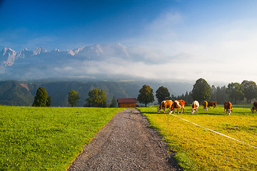 Image showing On pasture in the morning mist