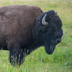 Image showing Portrait of American Bison 