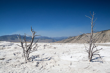 Image showing Mammoth Hot Springs Terraces