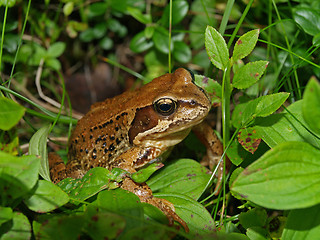 Image showing frog