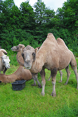 Image showing camels