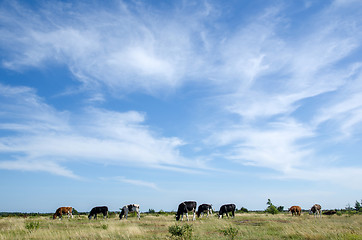 Image showing Cattle in plain grassland