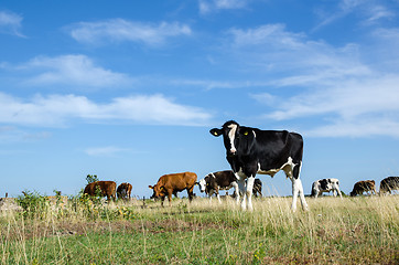 Image showing Curious bull