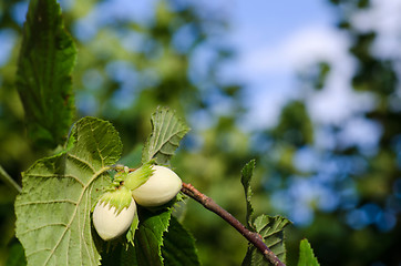 Image showing Growing hazel nuts