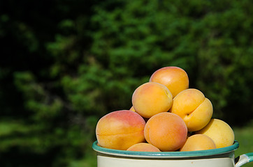 Image showing Apricots closeup