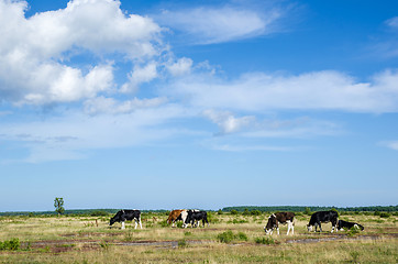 Image showing Grazing cattle