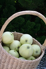 Image showing Basket with Transparent Blanche apples