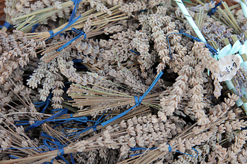 Image showing Dried lavender