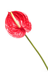 Image showing red flower 2