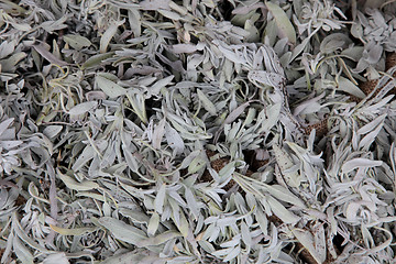 Image showing Dried lavender