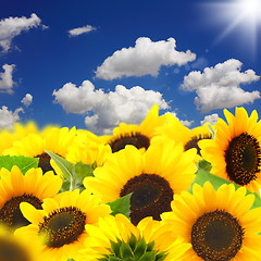 Image showing Sunflowers.