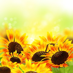 Image showing Sunflowers.