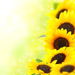 Image showing Yellow sunflowers.