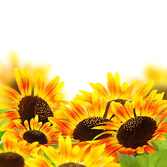 Image showing Red sunflowers.