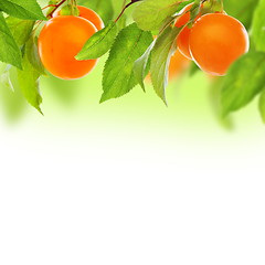 Image showing Cherry-plum.