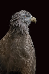 Image showing Isolated eagle