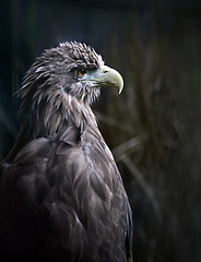 Image showing Eagle