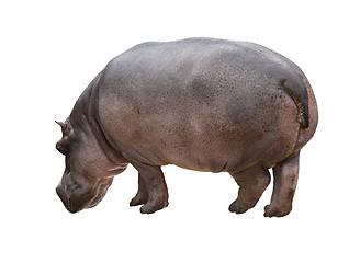 Image showing Hippo_isolated