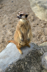 Image showing Meerkat