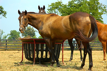 Image showing Horses