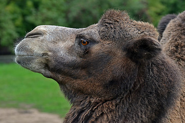 Image showing Mongolian camel