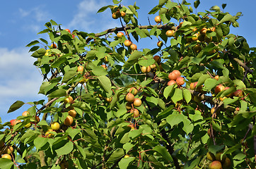 Image showing Apricots on the tree